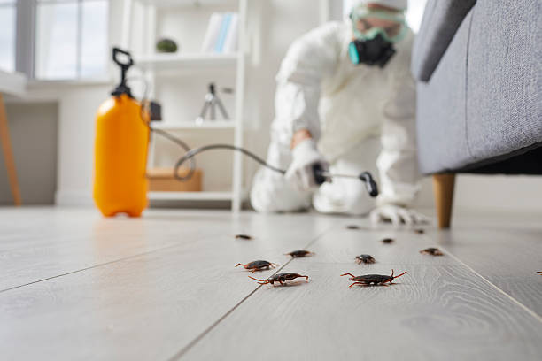 Post-Treatment Bed Bug Interceptor Monitoring in Millington